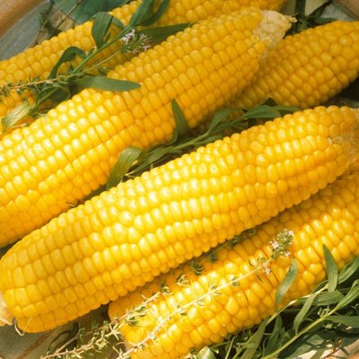[산해직송] 국내산 초당옥수수 노란옥수수 정품 10개